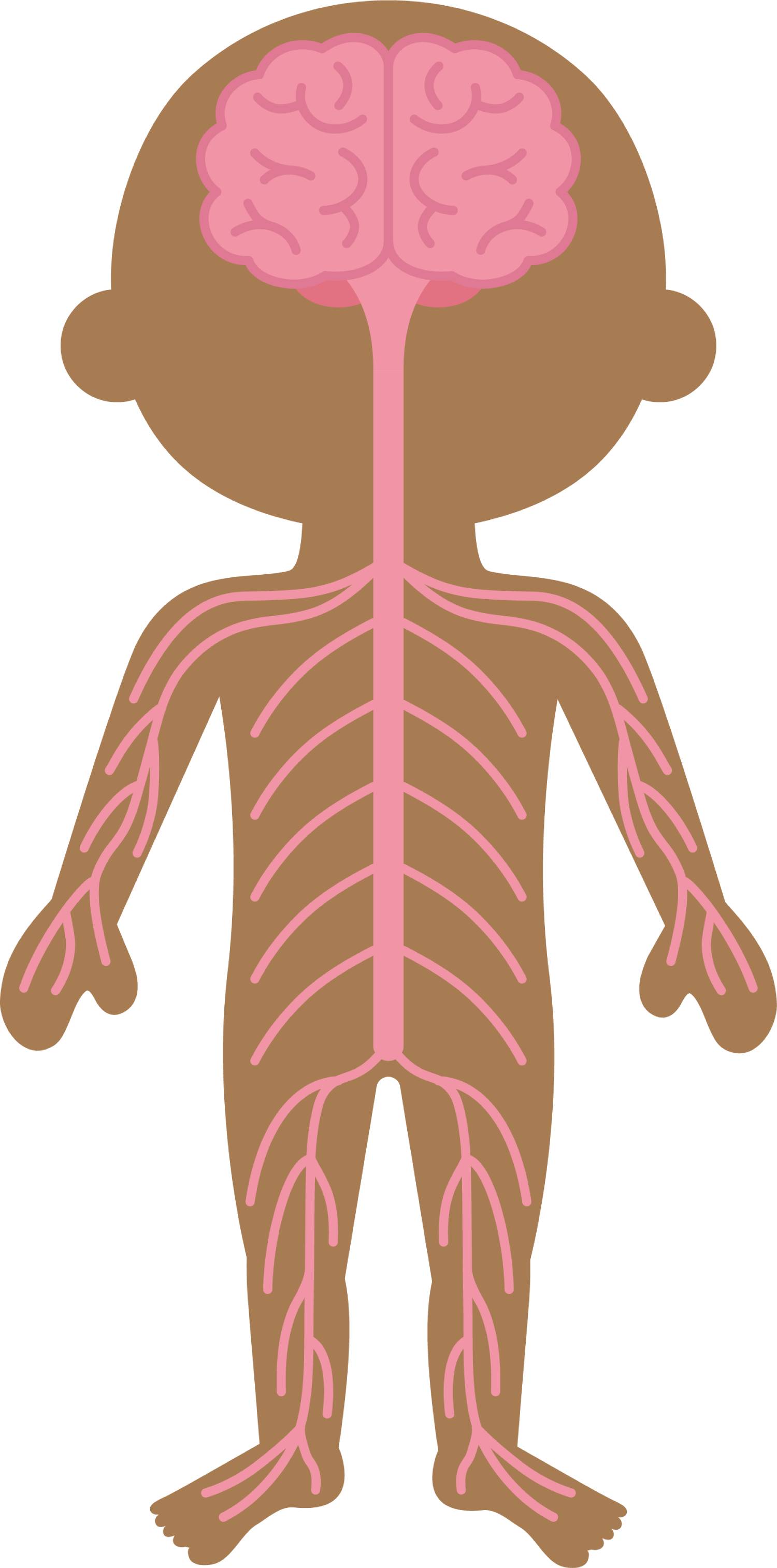 Nervous System Word Search