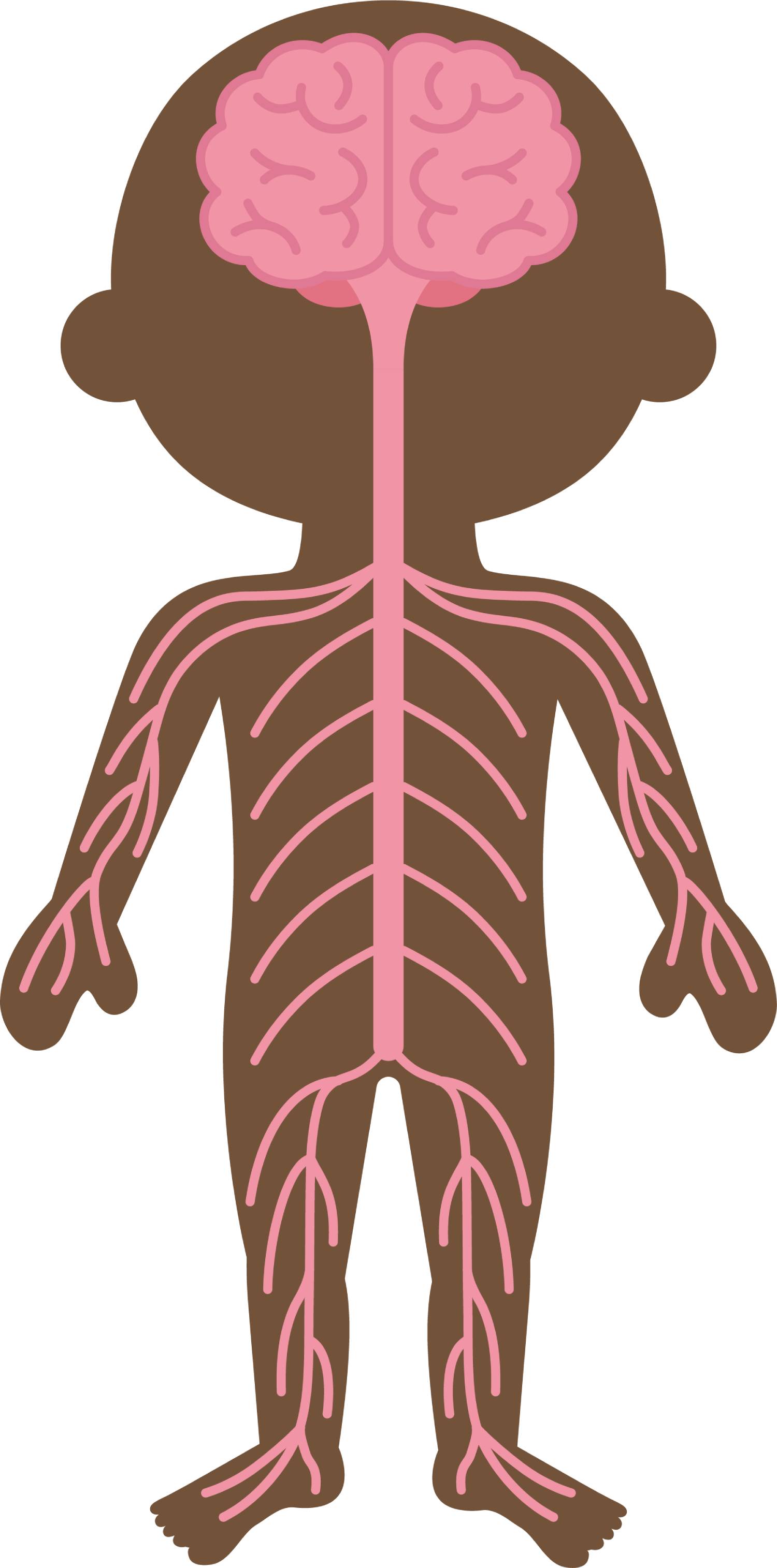 Nervous System Word Search