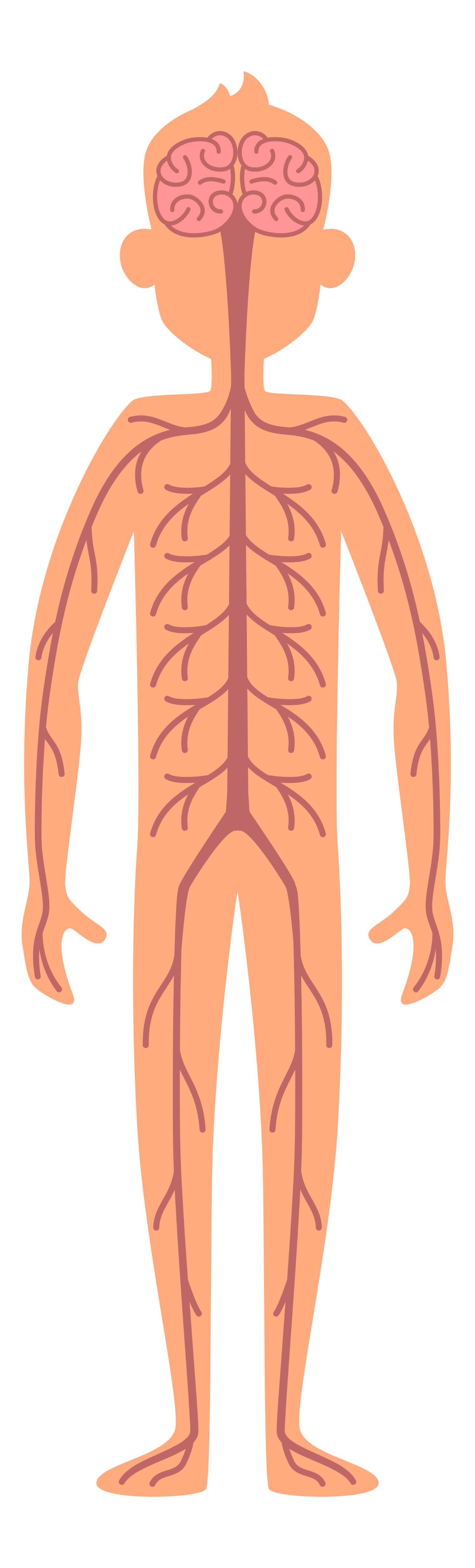 Nervous System Word Search