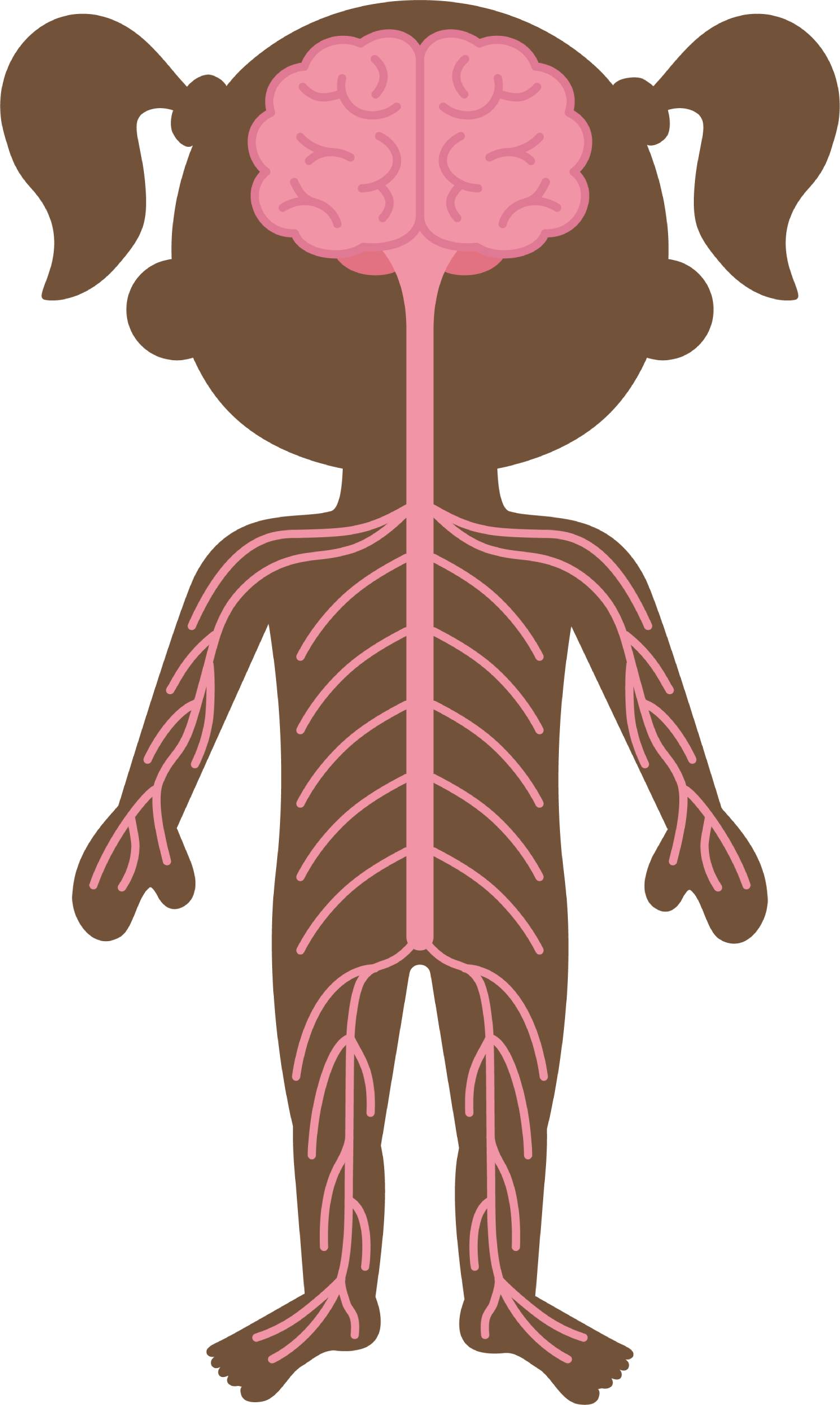 Nervous System Word Search