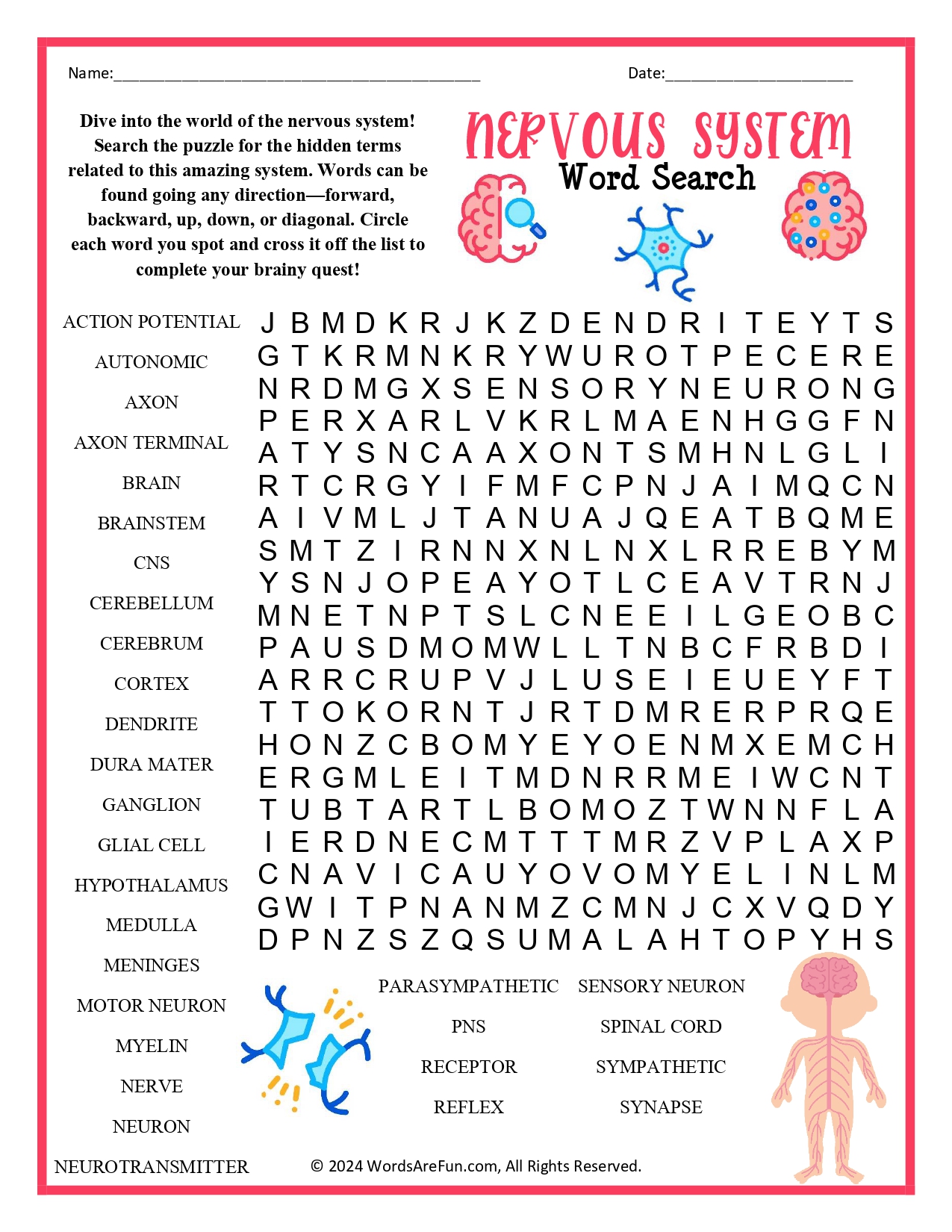 Nervous System Word Search